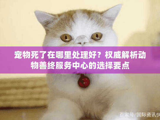 宠物死了在哪里处理好？权威解析动物善终服务中心的选择要点