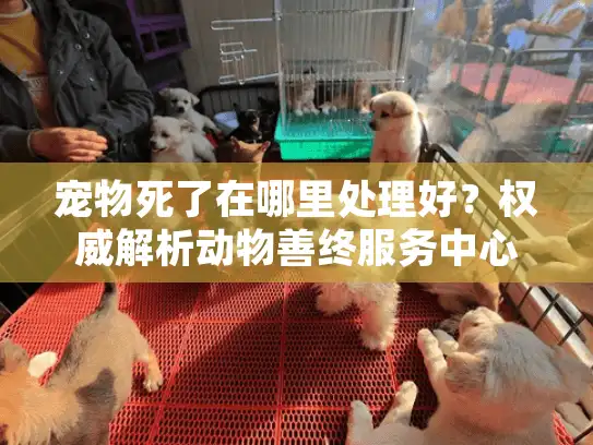 宠物死了在哪里处理好？权威解析动物善终服务中心的选择要点