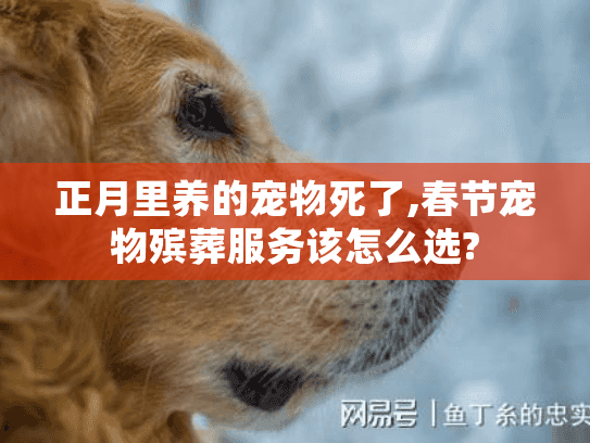 正月里养的宠物死了,春节宠物殡葬服务该怎么选?