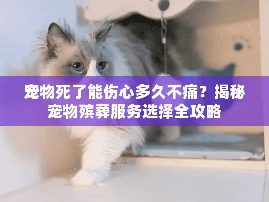 宠物死了能伤心多久不痛？揭秘宠物殡葬服务选择全攻略