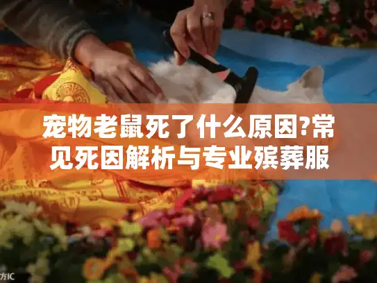 宠物老鼠死了什么原因?常见死因解析与专业殡葬服务指南