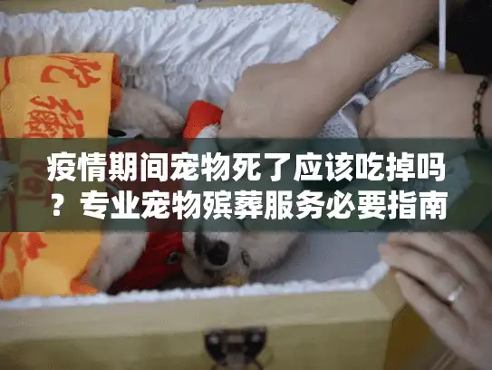 疫情期间宠物死了应该吃掉吗？专业宠物殡葬服务必要指南