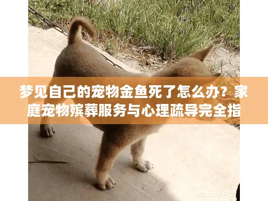 梦见自己的宠物金鱼死了怎么办？家庭宠物殡葬服务与心理疏导完全指南