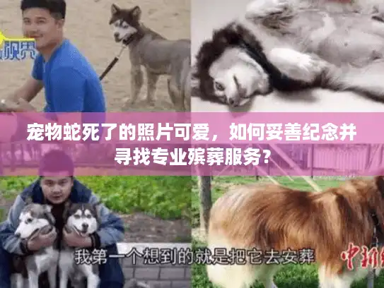 宠物蛇死了的照片可爱，如何妥善纪念并寻找专业殡葬服务？