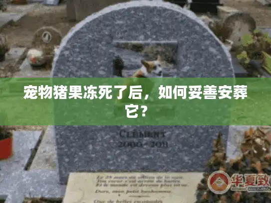 宠物猪果冻死了后,如何妥善安葬它? 宠物猪果冻死了后,如何妥善安葬它?