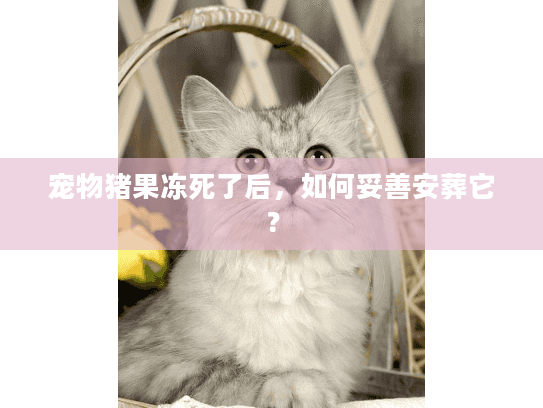 宠物猪果冻死了后,如何妥善安葬它? 宠物猪果冻死了后,如何妥善安葬它?