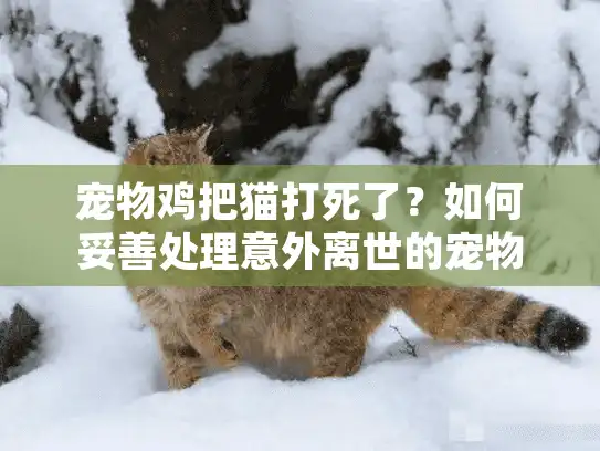 宠物鸡把猫打死了？如何妥善处理意外离世的宠物殡葬事宜