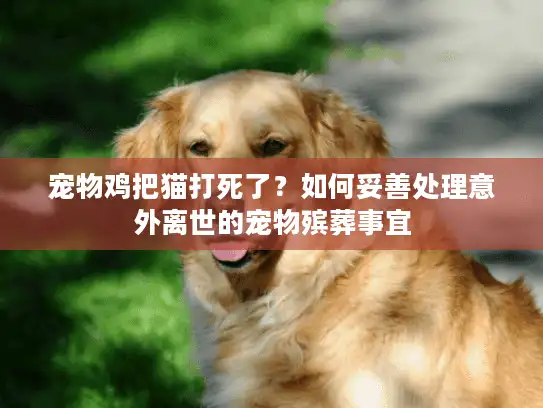 宠物鸡把猫打死了？如何妥善处理意外离世的宠物殡葬事宜