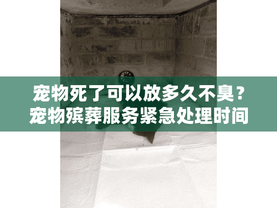 宠物死了可以放多久不臭？宠物殡葬服务紧急处理时间指南