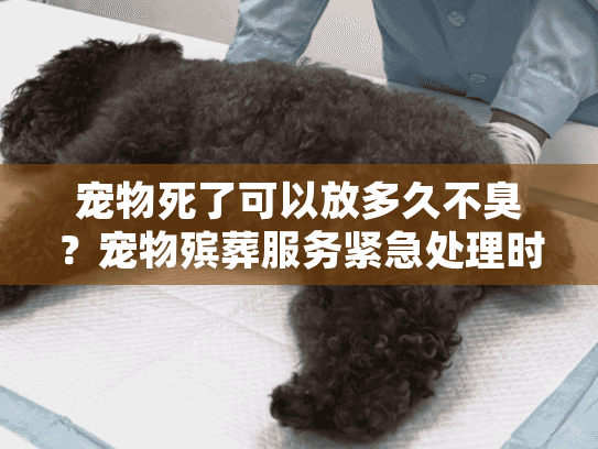 宠物死了可以放多久不臭？宠物殡葬服务紧急处理时间指南