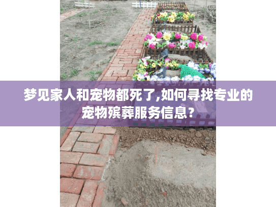 梦见家人和宠物都死了,如何寻找专业的宠物殡葬服务信息？