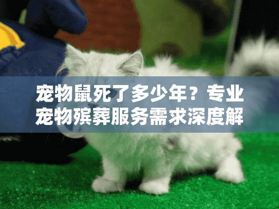 宠物鼠死了多少年？专业宠物殡葬服务需求深度解析
