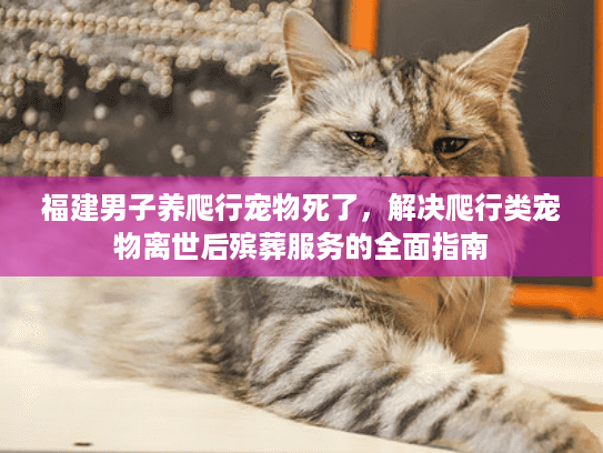 福建男子养爬行宠物死了,解决爬行类宠物离世后殡葬服务的全面指南 福建男子养爬行宠物死了,解决爬行类宠物离世后殡葬服务的全面指南