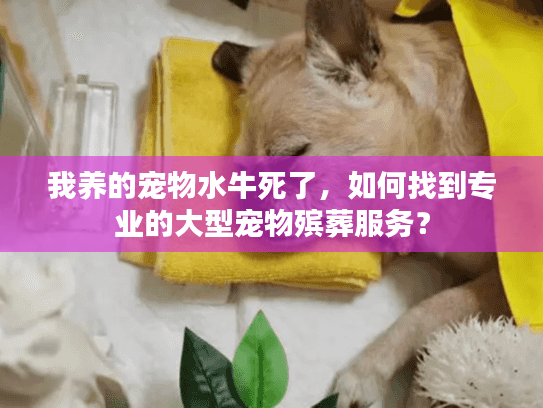 我养的宠物水牛死了，如何找到专业的大型宠物殡葬服务？
