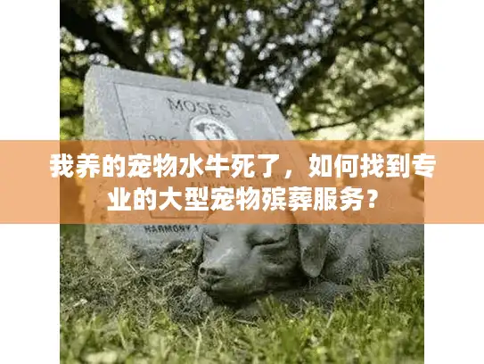 我养的宠物水牛死了，如何找到专业的大型宠物殡葬服务？