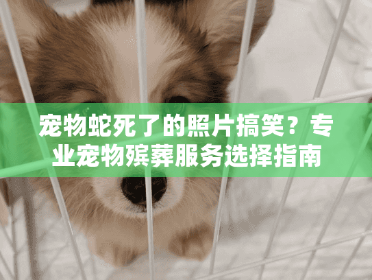 宠物蛇死了的照片搞笑？专业宠物殡葬服务选择指南