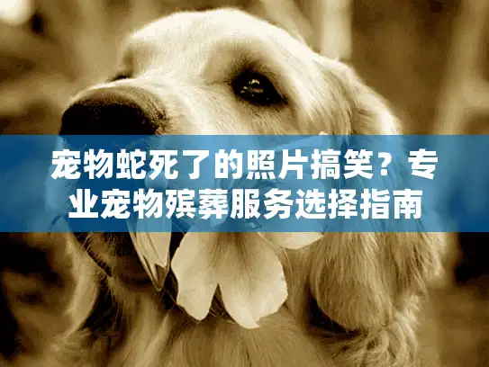 宠物蛇死了的照片搞笑？专业宠物殡葬服务选择指南
