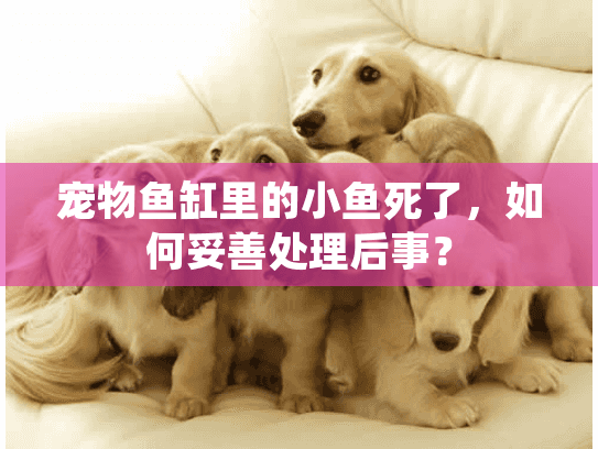 宠物鱼缸里的小鱼死了，如何妥善处理后事？