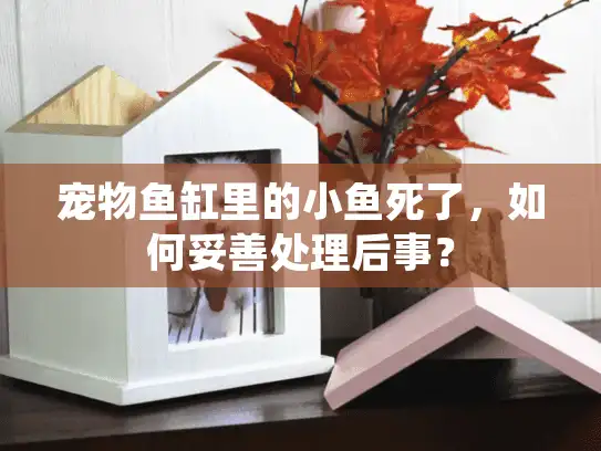 宠物鱼缸里的小鱼死了，如何妥善处理后事？