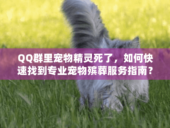 QQ群里宠物精灵死了，如何快速找到专业宠物殡葬服务指南？