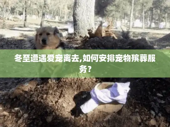 冬至遭遇爱宠离去,如何安排宠物殡葬服务？