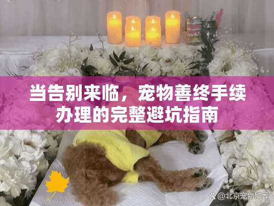 当告别来临，宠物善终手续办理的完整避坑指南