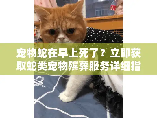 宠物蛇在早上死了?立即获取蛇类宠物殡葬服务详细指南 宠物蛇在早上死了?立即获取蛇类宠物殡葬服务详细指南