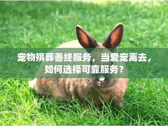宠物殡葬善终服务，当爱宠离去，如何选择可靠服务？