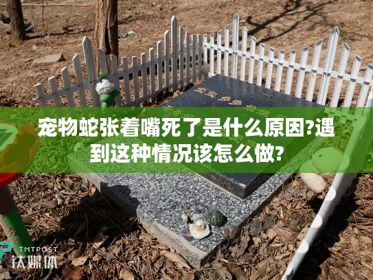 宠物蛇张着嘴死了是什么原因?遇到这种情况该怎么做?
