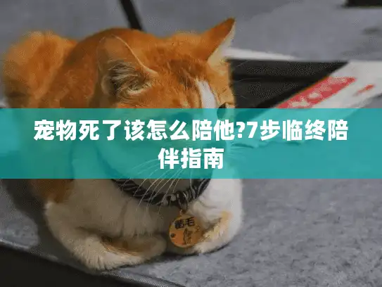宠物死了该怎么陪他?7步临终陪伴指南