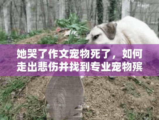 她哭了作文宠物死了，如何走出悲伤并找到专业宠物殡葬服务？