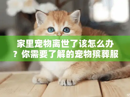 家里宠物离世了该怎么办？你需要了解的宠物殡葬服务指南