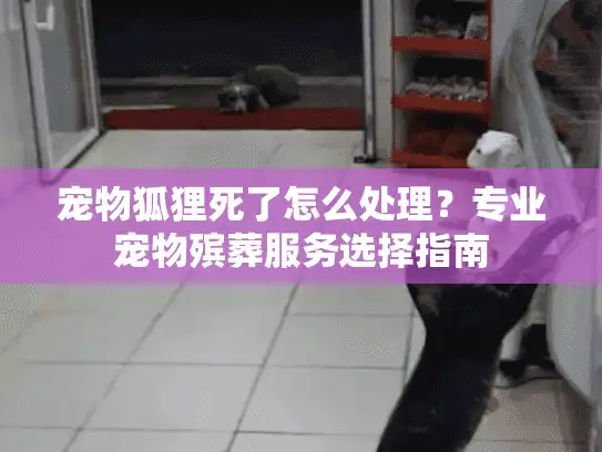宠物狐狸死了怎么处理？专业宠物殡葬服务选择指南