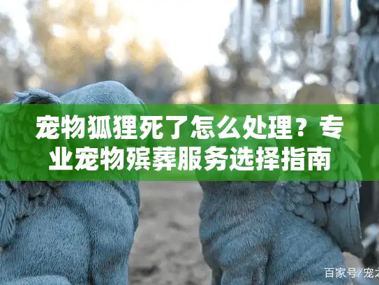 宠物狐狸死了怎么处理？专业宠物殡葬服务选择指南