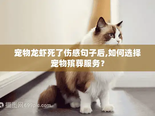 宠物龙虾死了伤感句子后,如何选择宠物殡葬服务？