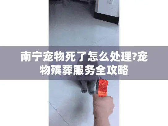 南宁宠物死了怎么处理?宠物殡葬服务全攻略