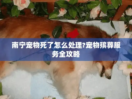 南宁宠物死了怎么处理?宠物殡葬服务全攻略