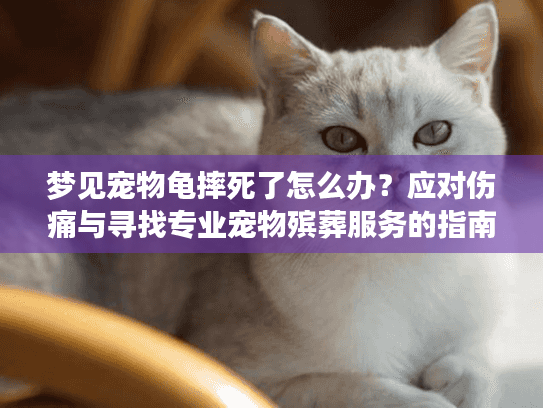 梦见宠物龟摔死了怎么办？应对伤痛与寻找专业宠物殡葬服务的指南