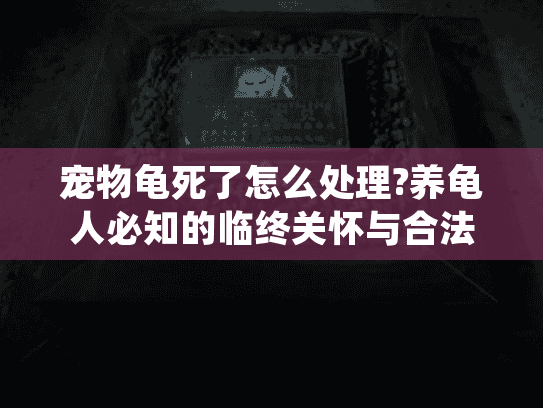 宠物龟死了怎么处理?养龟人必知的临终关怀与合法安置方案