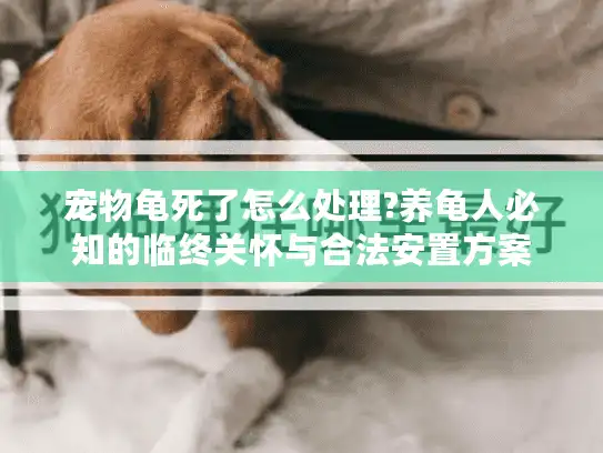 宠物龟死了怎么处理?养龟人必知的临终关怀与合法安置方案