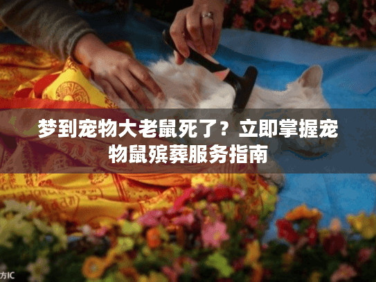 梦到宠物大老鼠死了？立即掌握宠物鼠殡葬服务指南