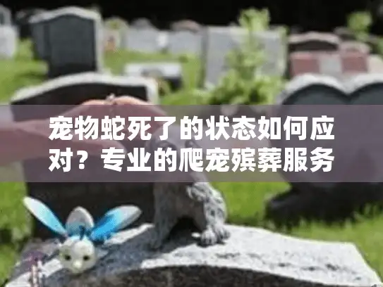 宠物蛇死了的状态如何应对?专业的爬宠殡葬服务选择指南 宠物蛇死了的状态如何应对?专业的爬宠殡葬服务选择指南