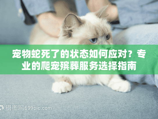宠物蛇死了的状态如何应对?专业的爬宠殡葬服务选择指南 宠物蛇死了的状态如何应对?专业的爬宠殡葬服务选择指南