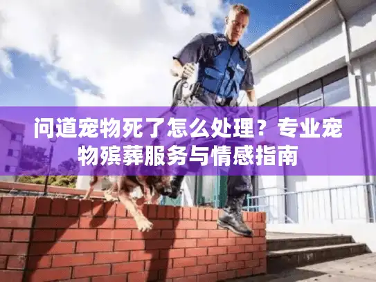 问道宠物死了怎么处理？专业宠物殡葬服务与情感指南