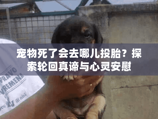 宠物死了会去哪儿投胎？探索轮回真谛与心灵安慰