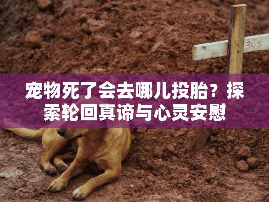 宠物死了会去哪儿投胎？探索轮回真谛与心灵安慰