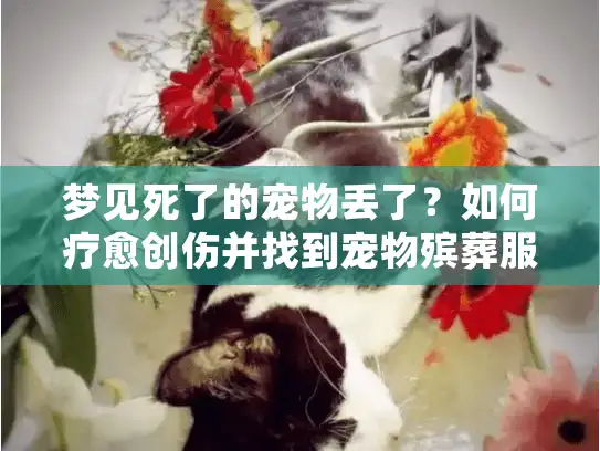 梦见死了的宠物丢了？如何疗愈创伤并找到宠物殡葬服务