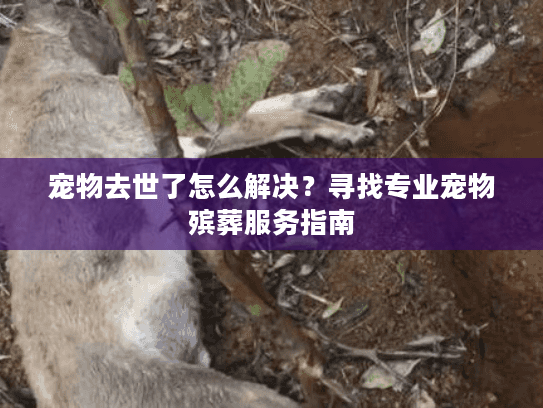 宠物去世了怎么解决？寻找专业宠物殡葬服务指南