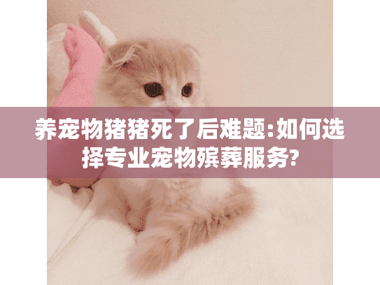 养宠物猪猪死了后难题:如何选择专业宠物殡葬服务?