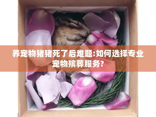 养宠物猪猪死了后难题:如何选择专业宠物殡葬服务?